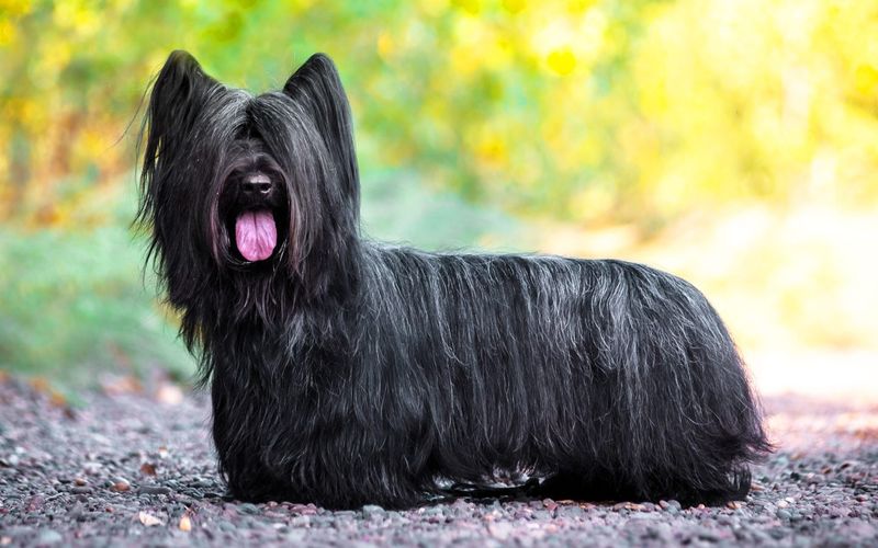 Skye Terrier