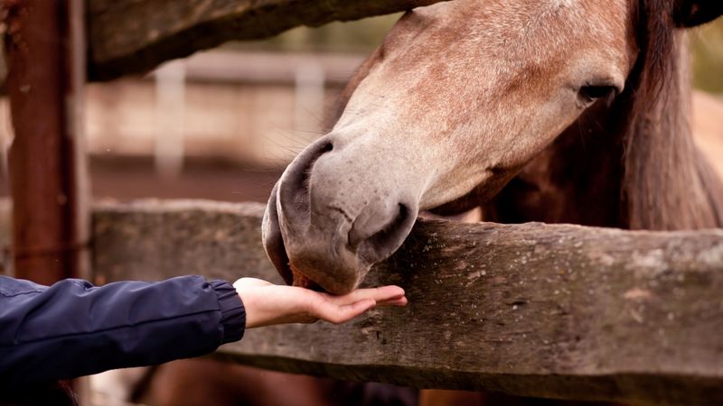 Equine Therapy Builds Confidence