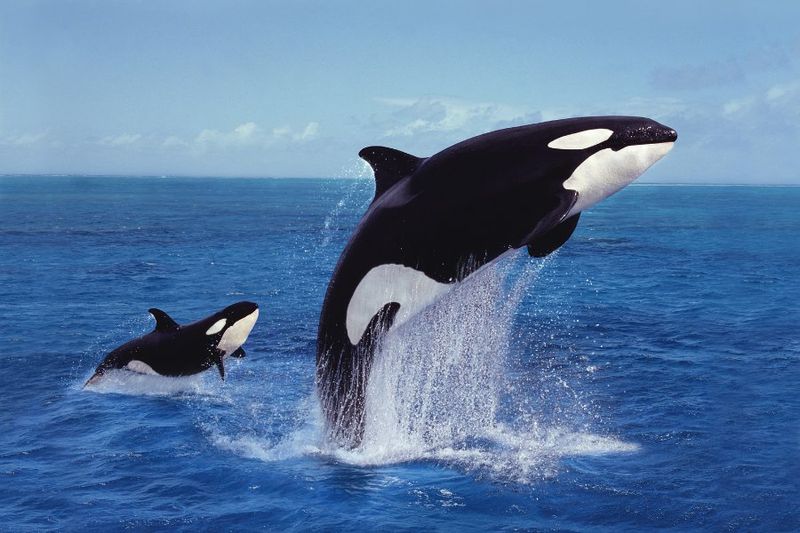 Swimming Speed