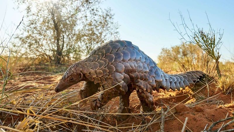 Behavioral Traits Of The Electric Pangolin