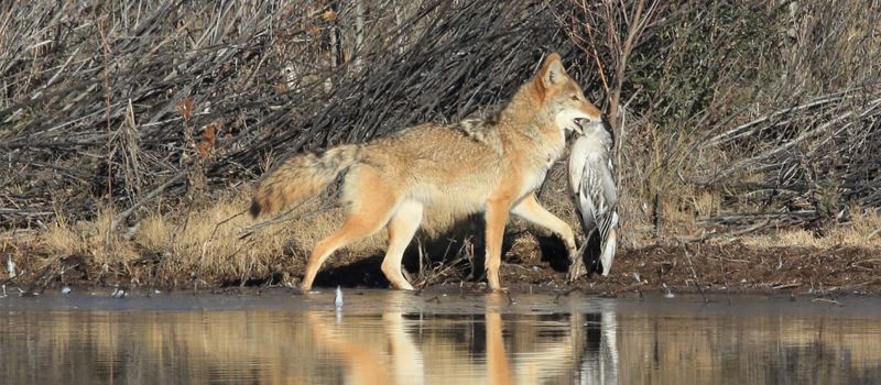 Changing Mating And Hunting Tactics