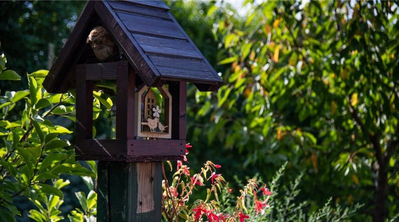 Create A Bird-Friendly Environment