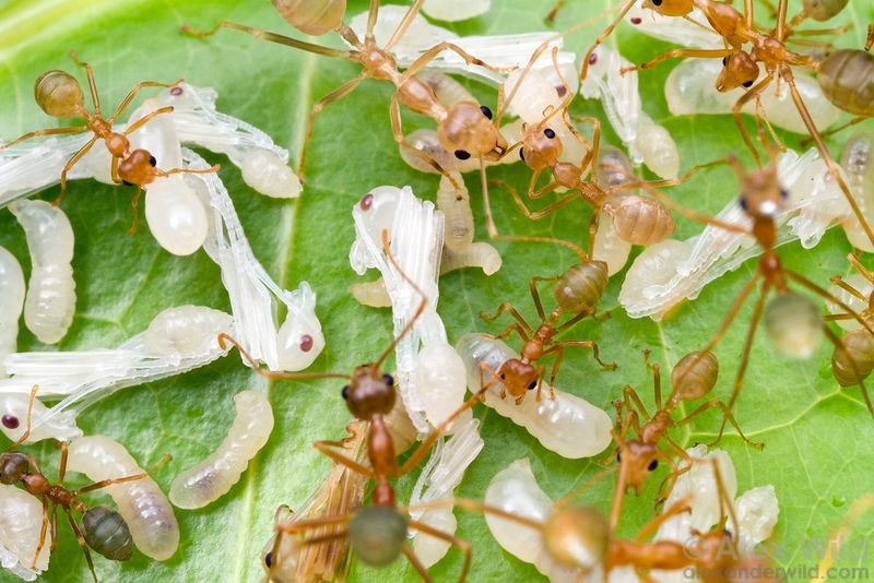 High-Up Homes: Why Weaver Ants Love Tree Canopies
