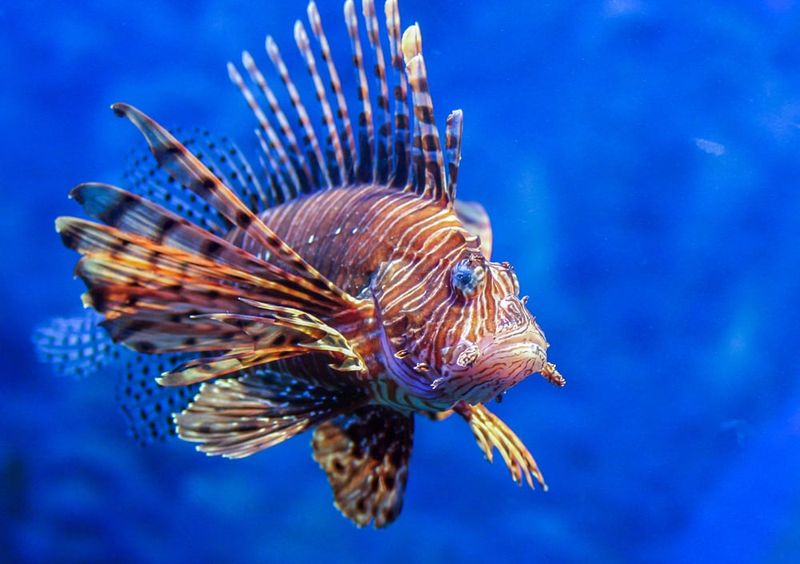 Fish Communication