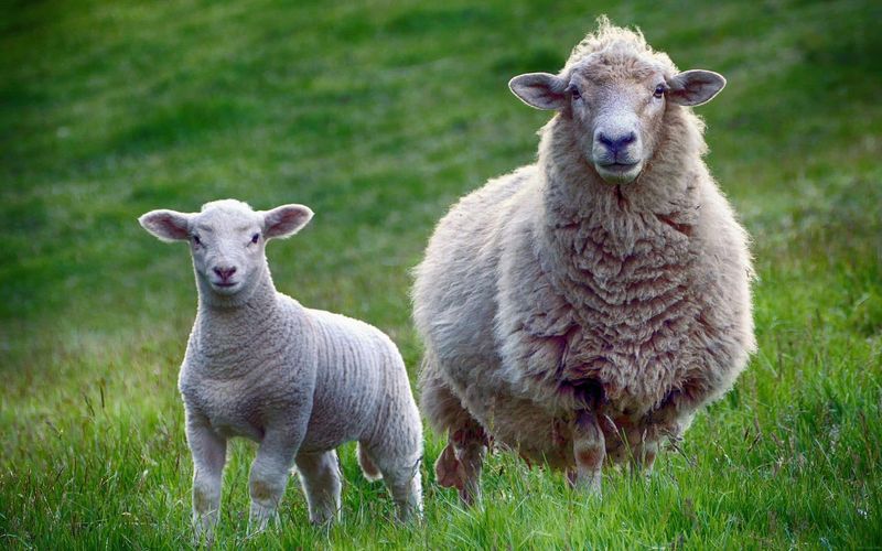 Sheep: Woolly Innovators Of Textile Technology