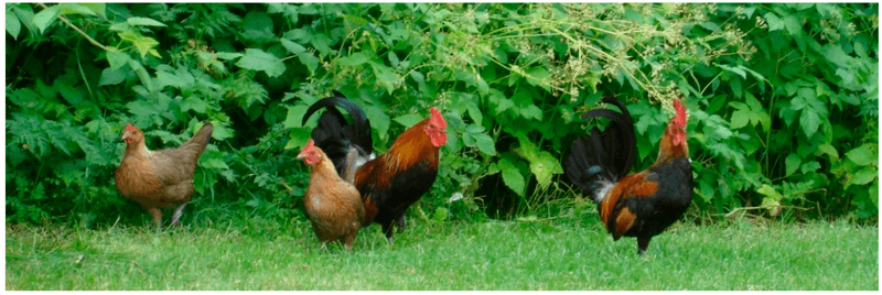 Chickens Rediscover Ancient Jungle Skills