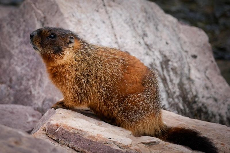 Yellow-bellied Marmots