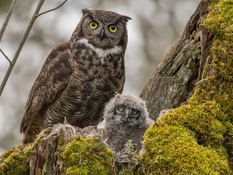 Great Horned Owl