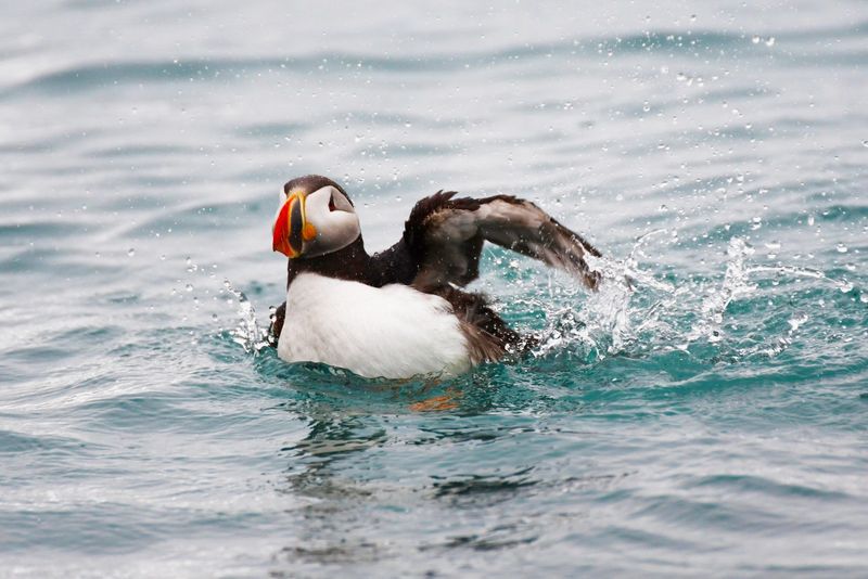 Atlantic Puffin: Clown Of The Sea Cliffs