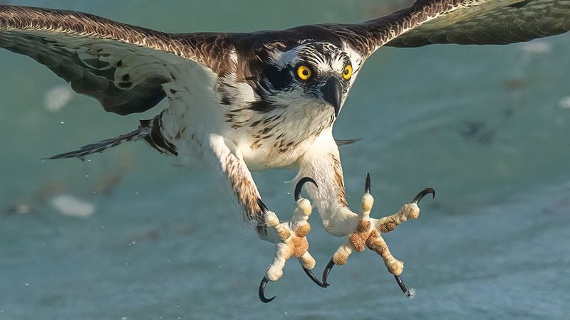 Osprey