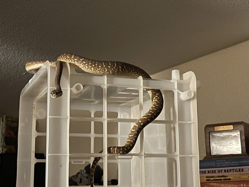 Clear Plastic Container Trap