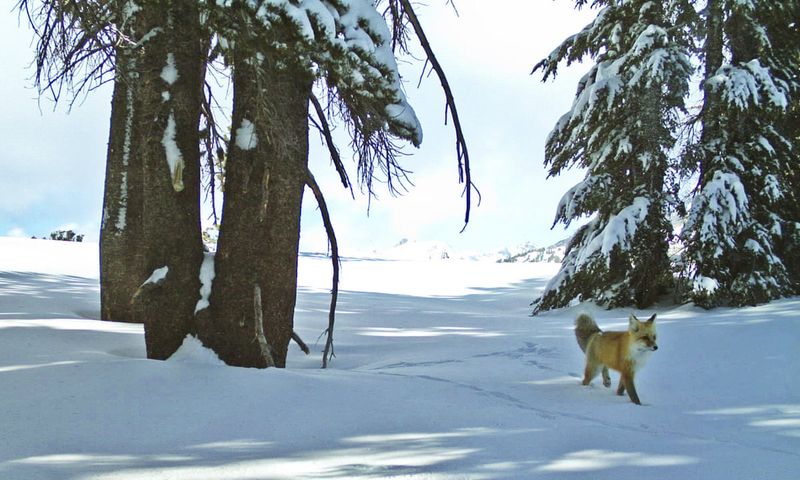 Sierra Nevada Red Fox