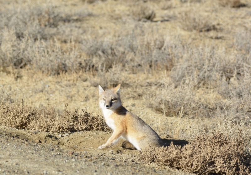 Prairie Phantom – Swift Fox