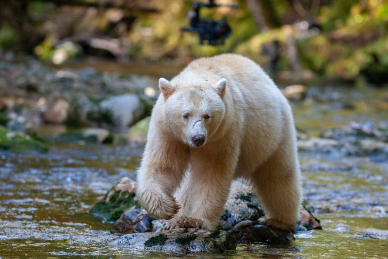 Spirit Bear – The White Guardian Of The Rainforest