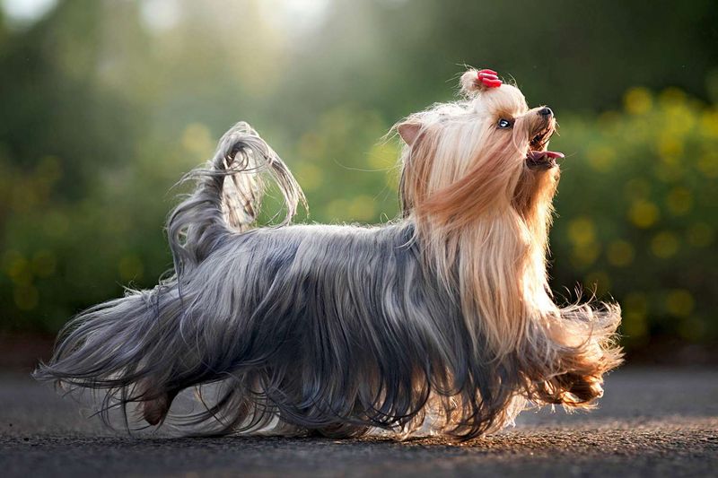 Spirited Spitfires: Yorkshire Terriers