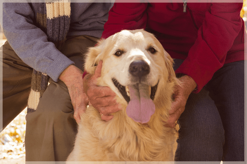 Sunshine Personalities: Golden Retrievers
