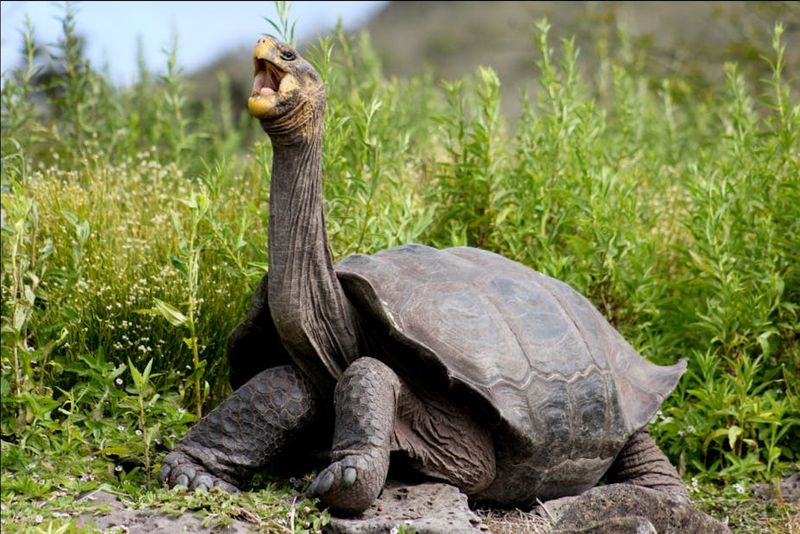Galápagos Tortoise