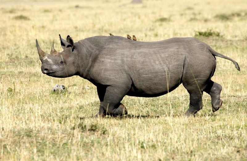Western Black Rhinoceros: Lost African Giant