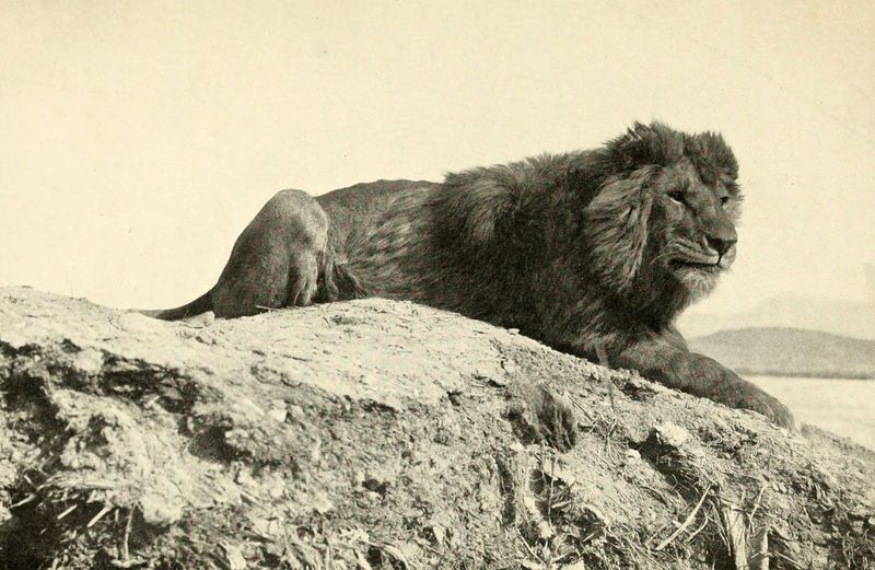American Lion