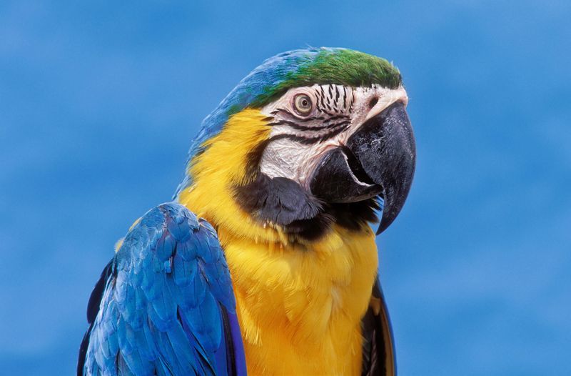 Macaw