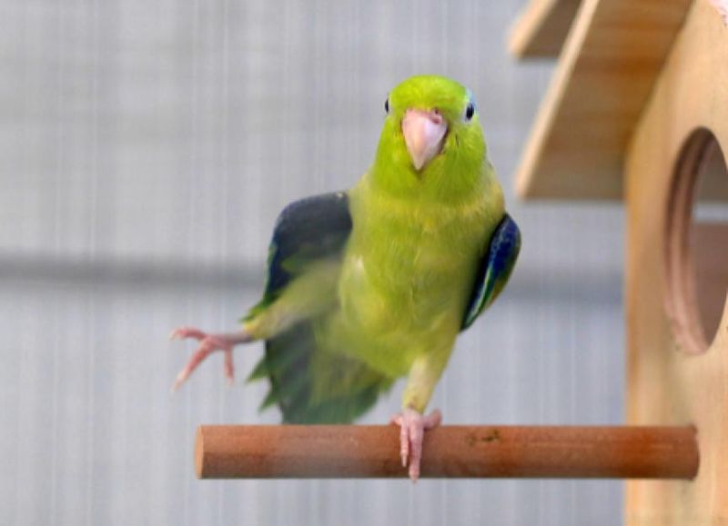 Parrotlets