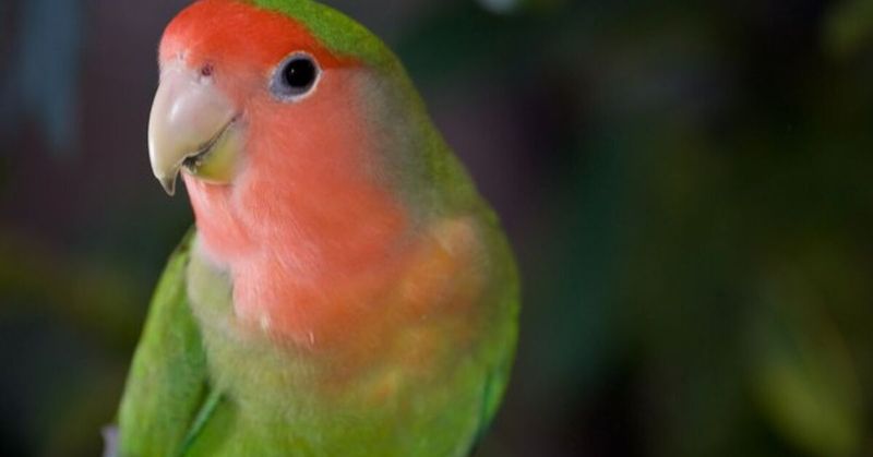 Lovebirds