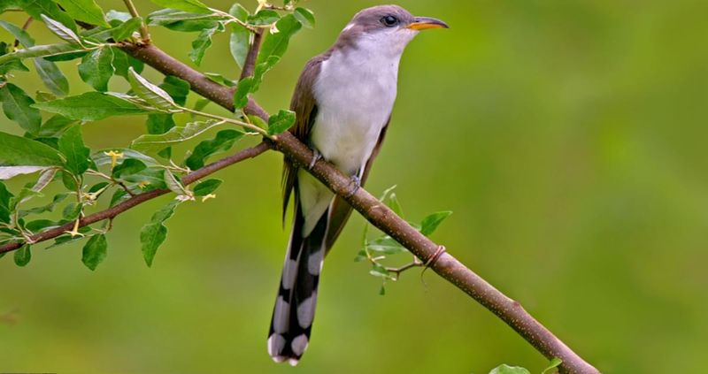 Yellow-Billed Cuckoo