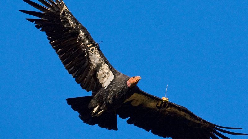 California Condor: Back From The Brink