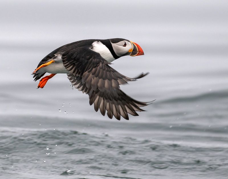 Atlantic Puffin