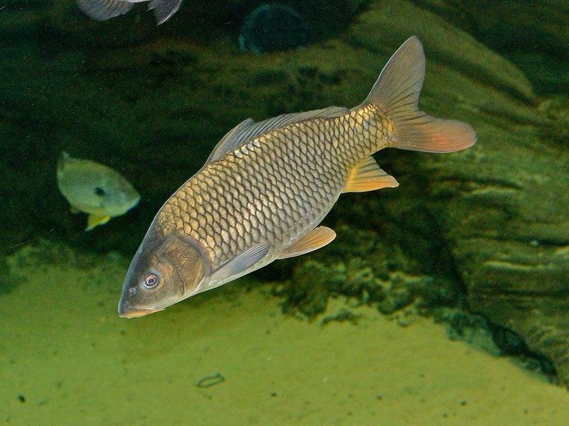 Carp (Common Carp)