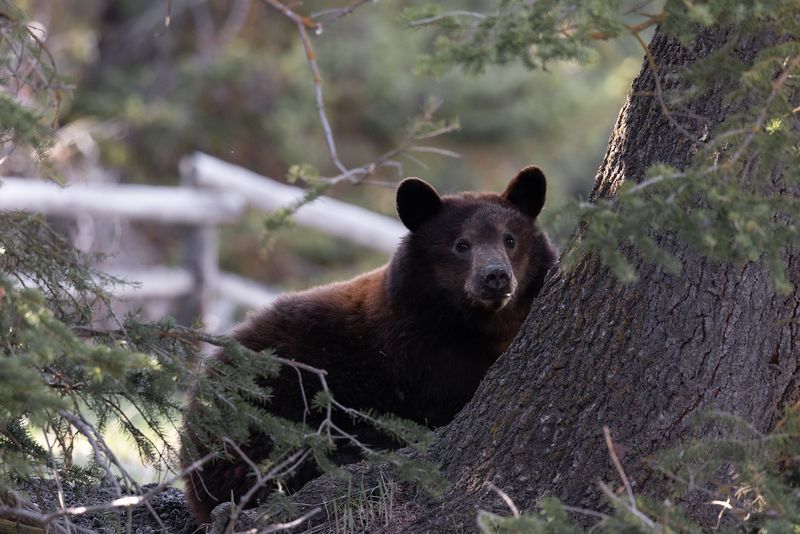 Bridger-Teton National Forest, Wyoming