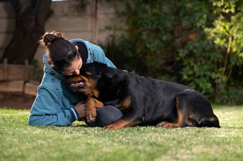 Rottweiler