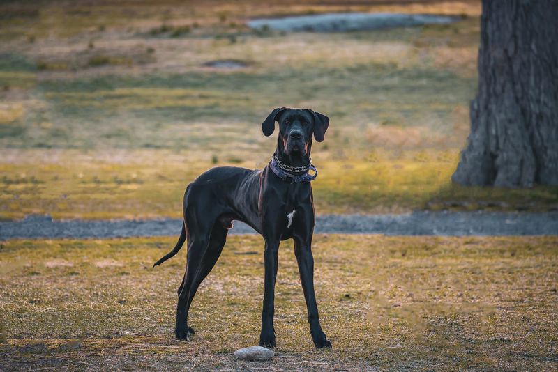 Great Dane Devotion