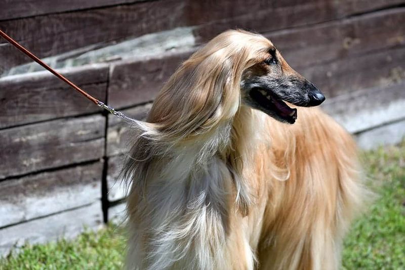 Afghan Hound: Elegant Runners With Ancient Instincts