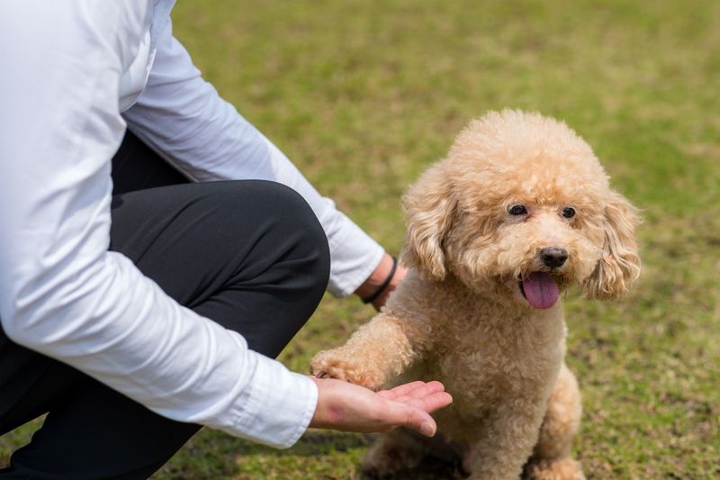 Poodles: The Sophisticated Snugglers