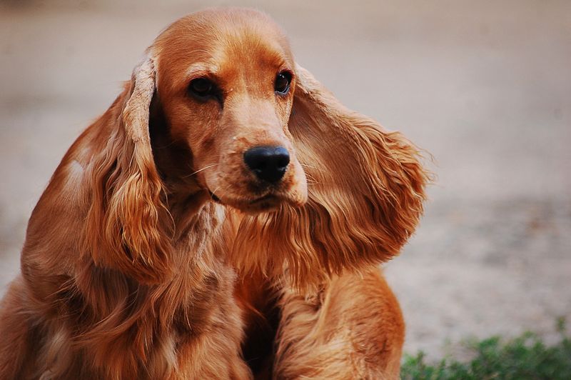 Cocker Spaniels: Silky-Eared Sweethearts