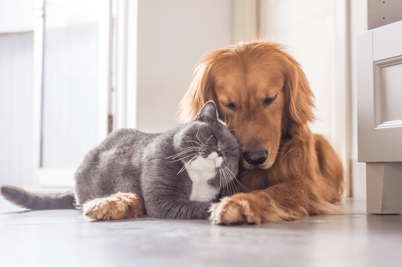 Golden Retrievers: Gentle Cat Companions