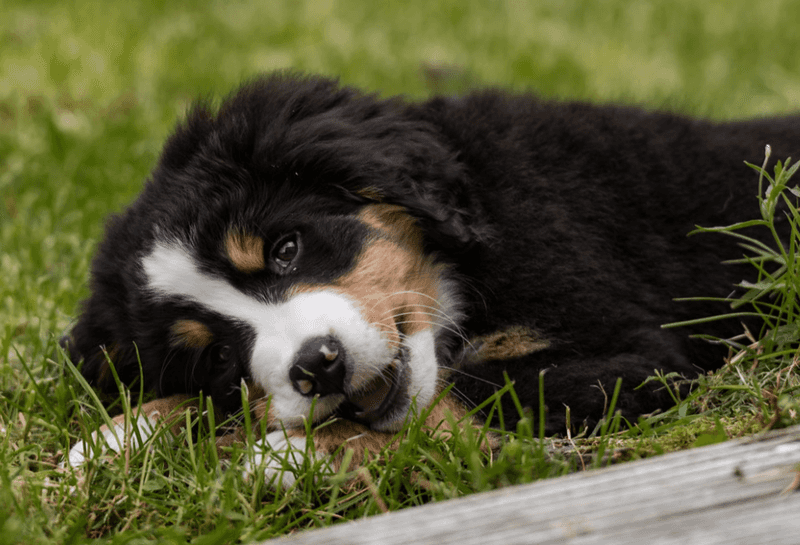Bernese Mountain Dog: The Fluffy Emotional Weather Station
