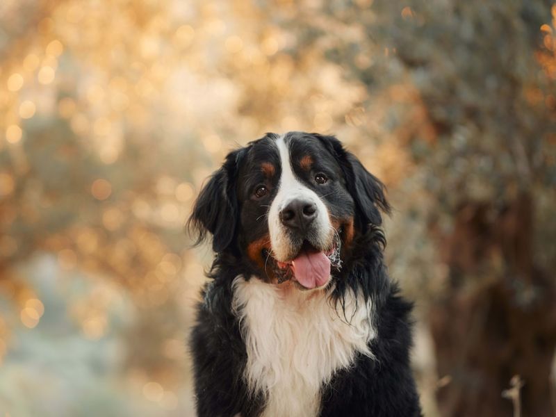 Bernese Mountain Dog: The Grief Guardian