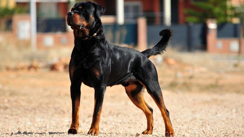Rottweiler