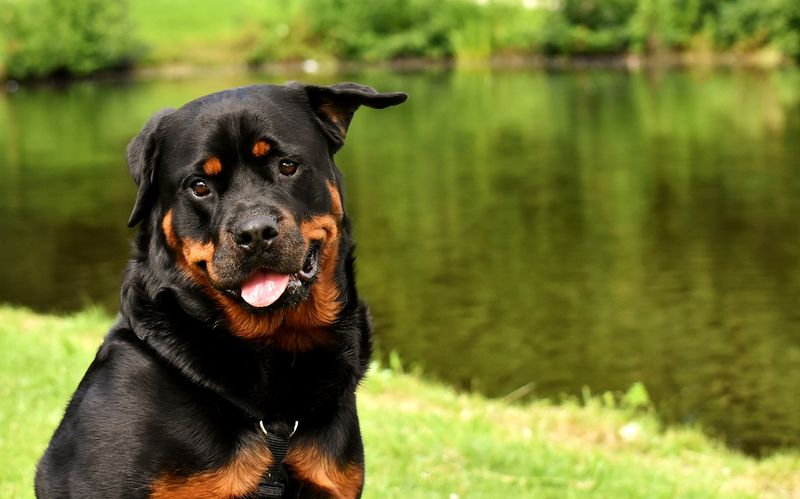 Rottweilers