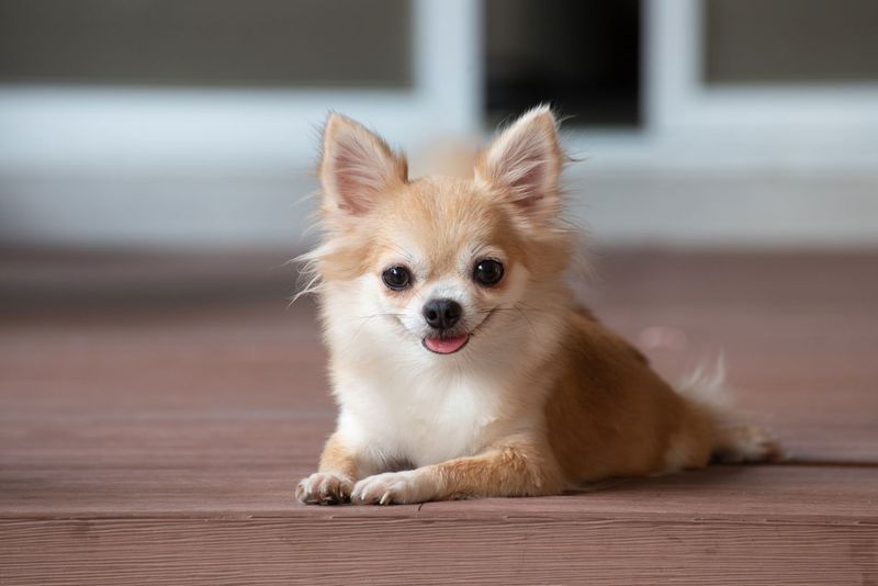 Chihuahuas: Tiny Dogs With Huge Theft Appeal