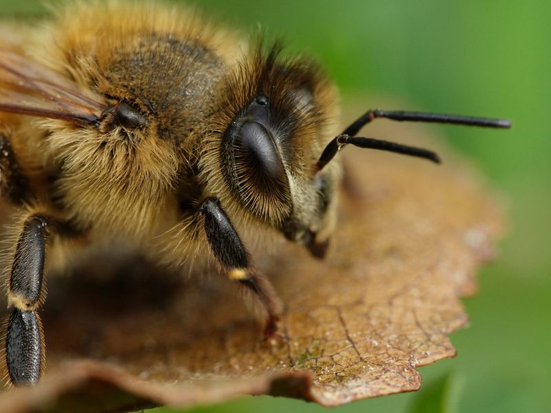 Bumblebee