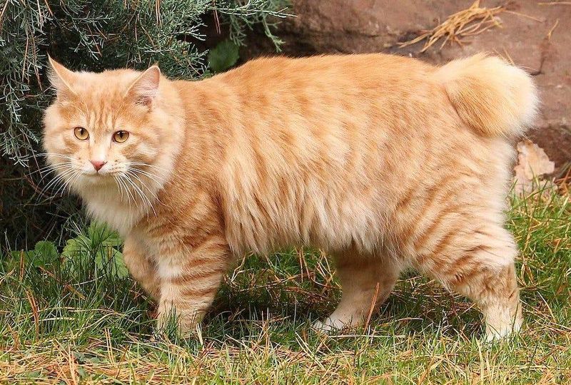 American Bobtail: Backyard Bobcat