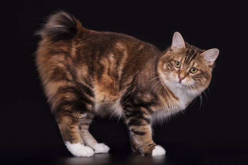 Kurilian Bobtail