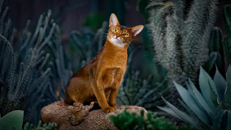 Abyssinian