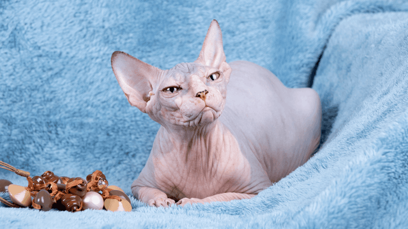 Sphynx: The Hairless Wonder