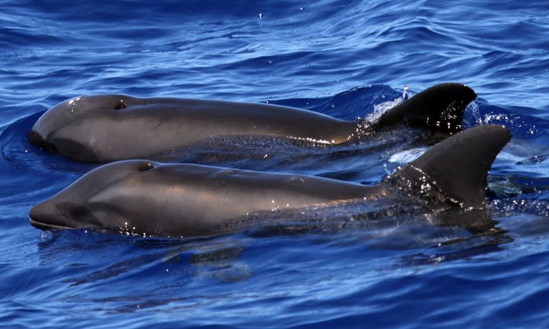 Wholphins: Ocean's Unexpected Duo