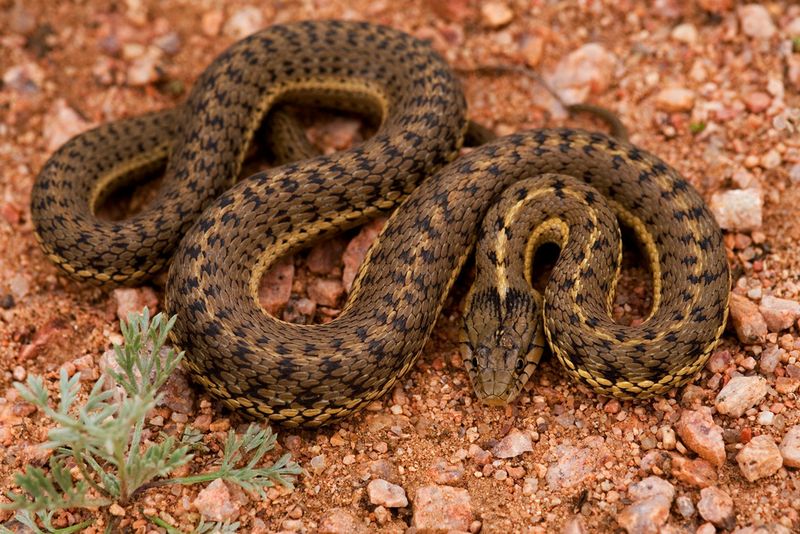 Wandering Garter Snake – The Habitat Generalist