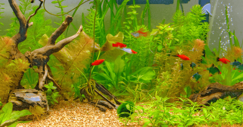 Consult Experienced Aquarists